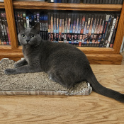 Blue, a Grey Russian Cat