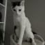 {petName}, a White, Dark-grey Un Cat