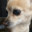 %name%, a %color% %breed% %type%