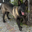 Blackie