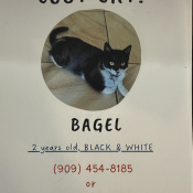 Bagle, a White, Black Tabby Cat