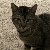 Zero, a Dark-grey Domestic Short Hair Cat