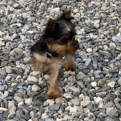 Kyla, a Dark-grey, Black, Brown Yorkshire Terrier Dog