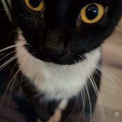 Miso, a Black, White Domestic Shorthair Cat