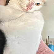 Sunny, a Orange - White Domestic Short Hair mixed Cat