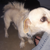 SCRUFFY, a White Jack Russell Terrier Mix Dog