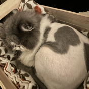 Golnesa, a White, Grey Domestic Shorthair - Mix Cat