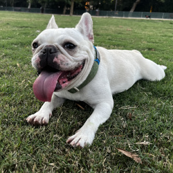 {petName}, a White, Cream French Bulldog Dog