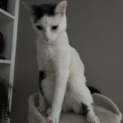 {petName}, a White, Dark-grey Un Cat