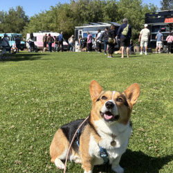 {petName}, a Black, Brown, White Pembroke Welsh Corgi Dog