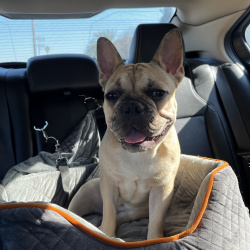 {petName}, a Brown, Tan, Dark-brown French Bulldog Dog