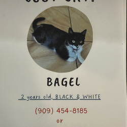 {petName}, a White, Black Tabby Cat