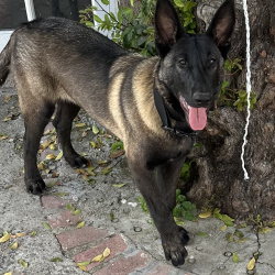 {petName}, a Black, Brown Belgian Malinois Dog