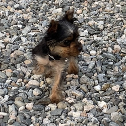 {petName}, a Dark-grey, Black, Brown Yorkshire Terrier Dog