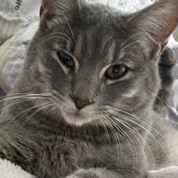 {petName}, a Grey Domestic Shorthair Cat