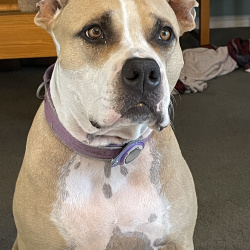 {petName}, a Tan, White, Black American Pit Bull Terrier Dog