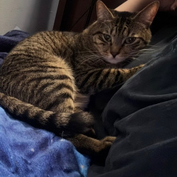 {petName}, a Black, Brown Tabby Cat