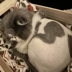 {petName}, a White, Grey Domestic Shorthair - Mix Cat