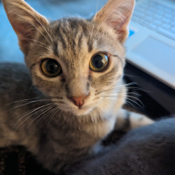%name%, a %color% %breed% %type%